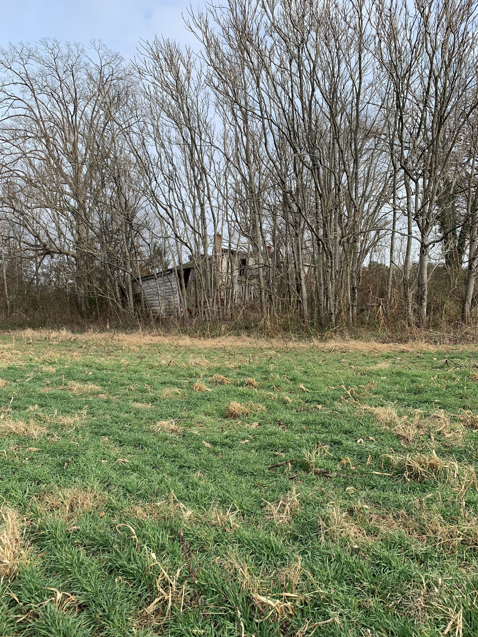 Green field with bare trees and a pale sky.