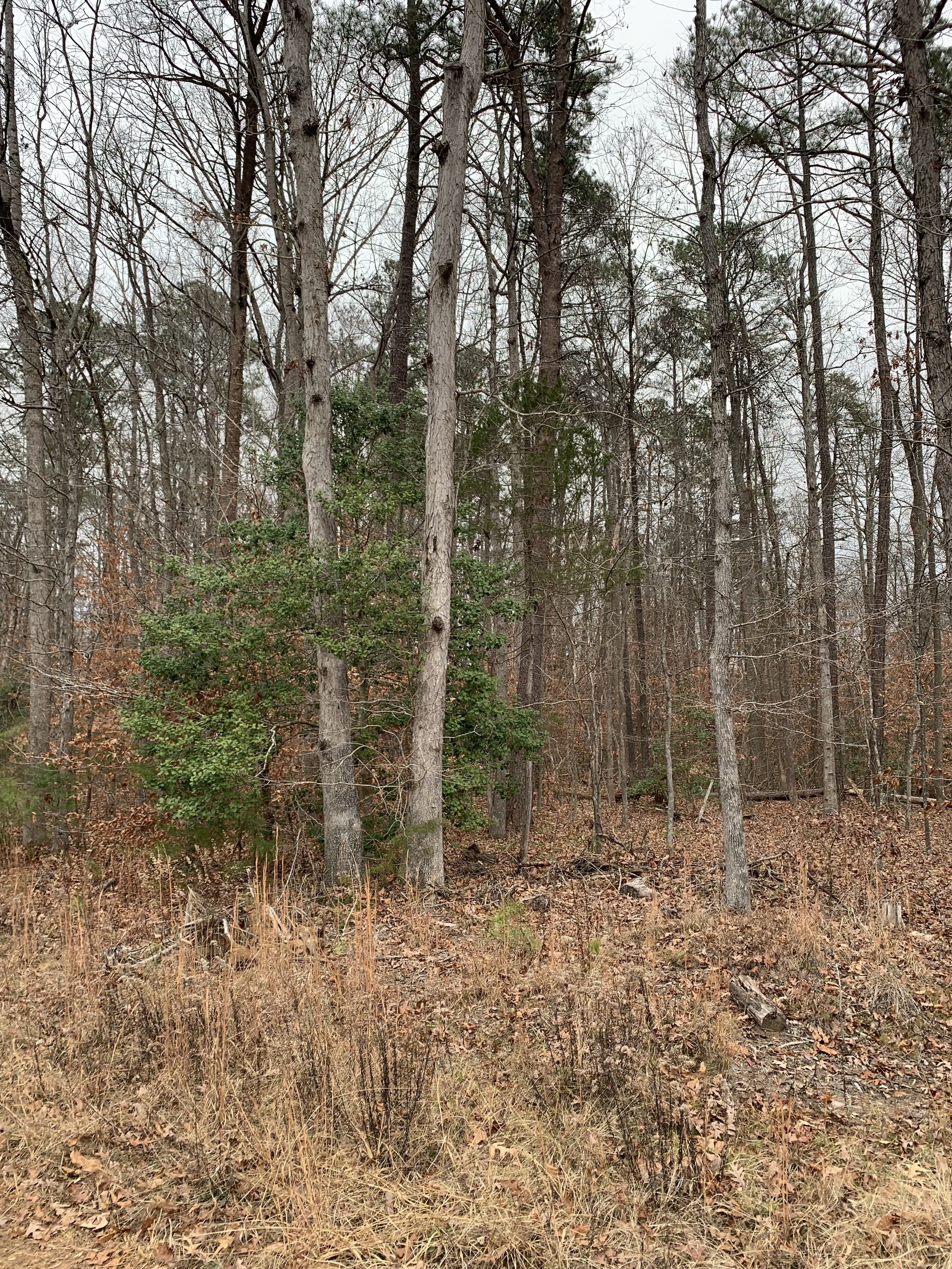 Forest scene with trees, dried leaves, and green bush on a cloudy day.