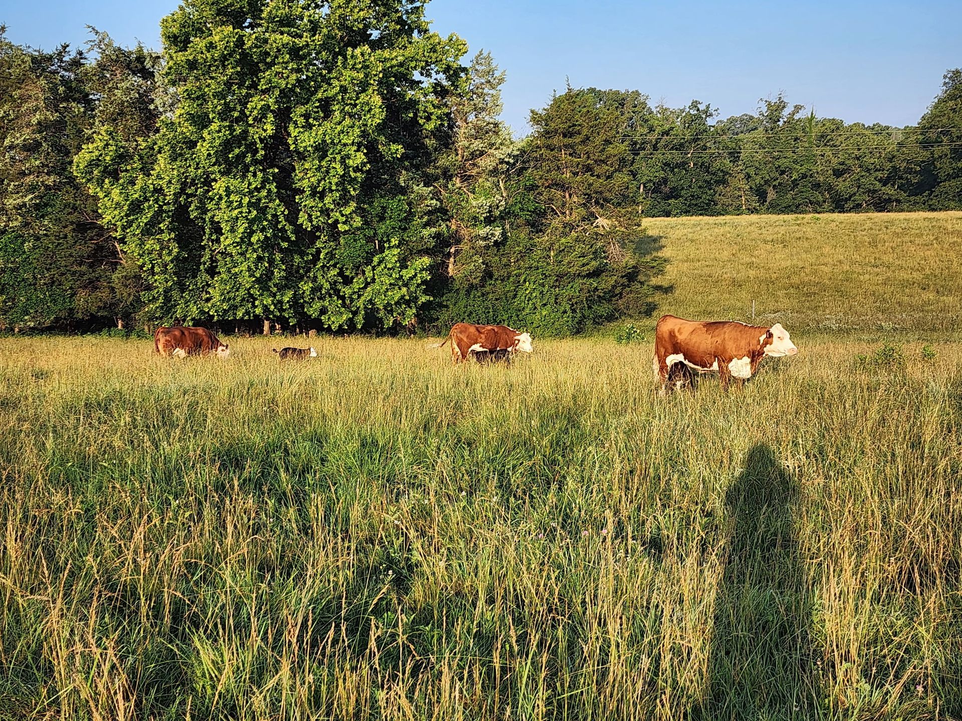 Cows grazing in a grassy field with a line of trees in the background on a sunny day.