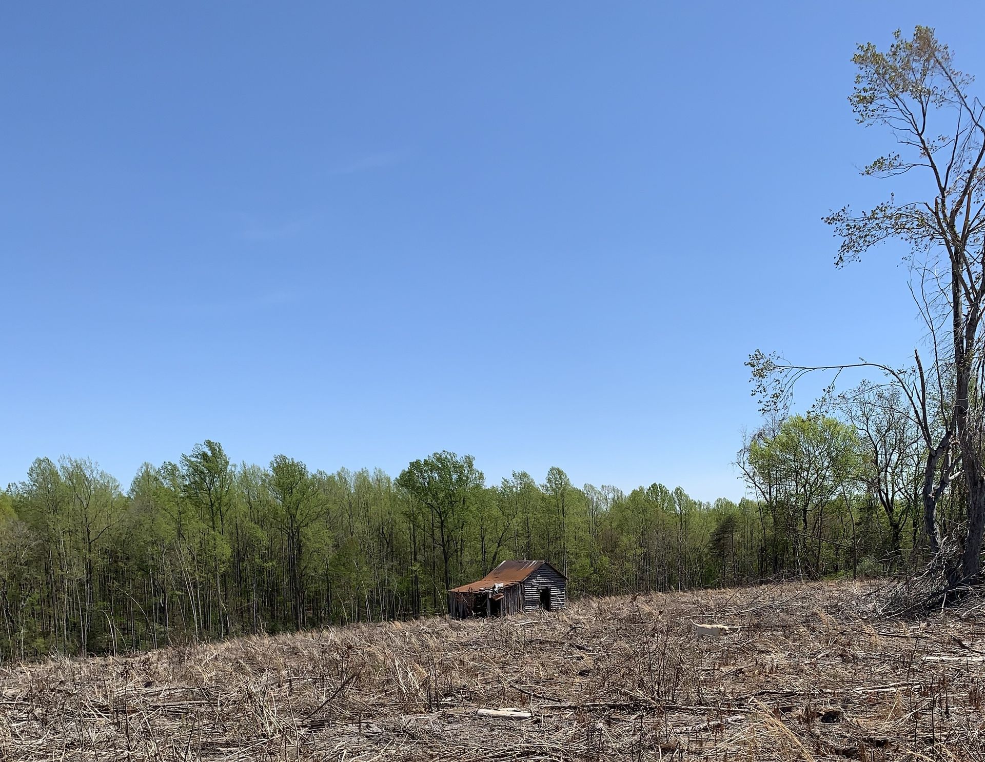 A small, weathered building sits amidst a clearing in front of a line of green trees under a blue sky.