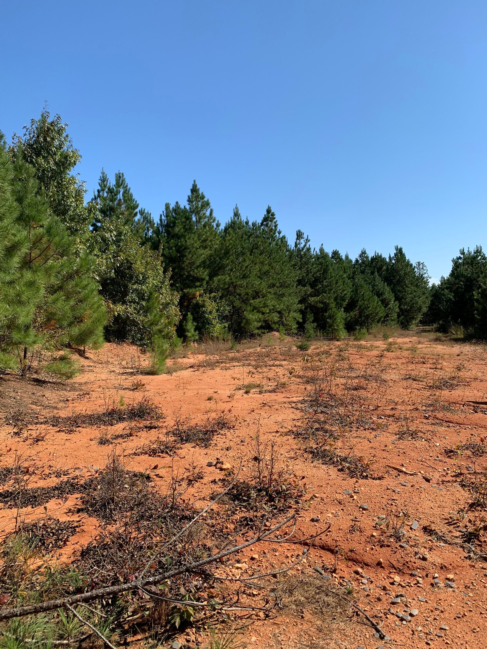 Red dirt field with rows of green trees under a clear blue sky.