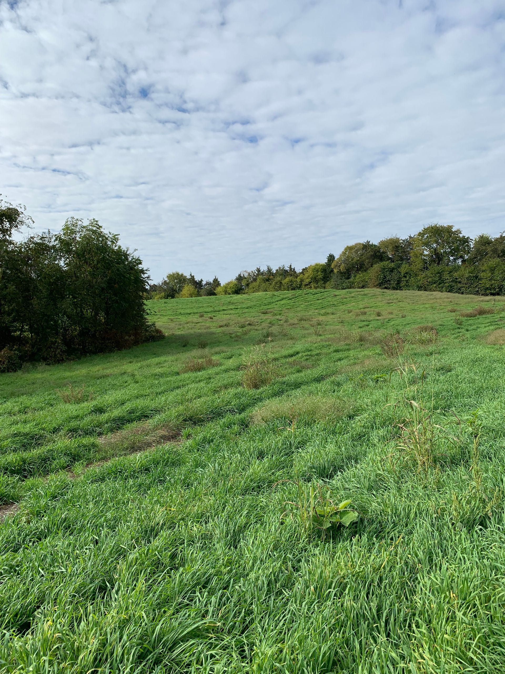 Grassy field sloping up toward trees under a cloudy sky.