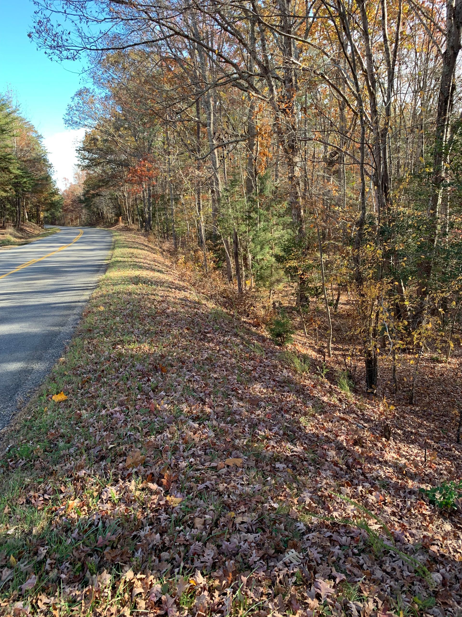 Roadside view with trees and fallen leaves, likely autumn.