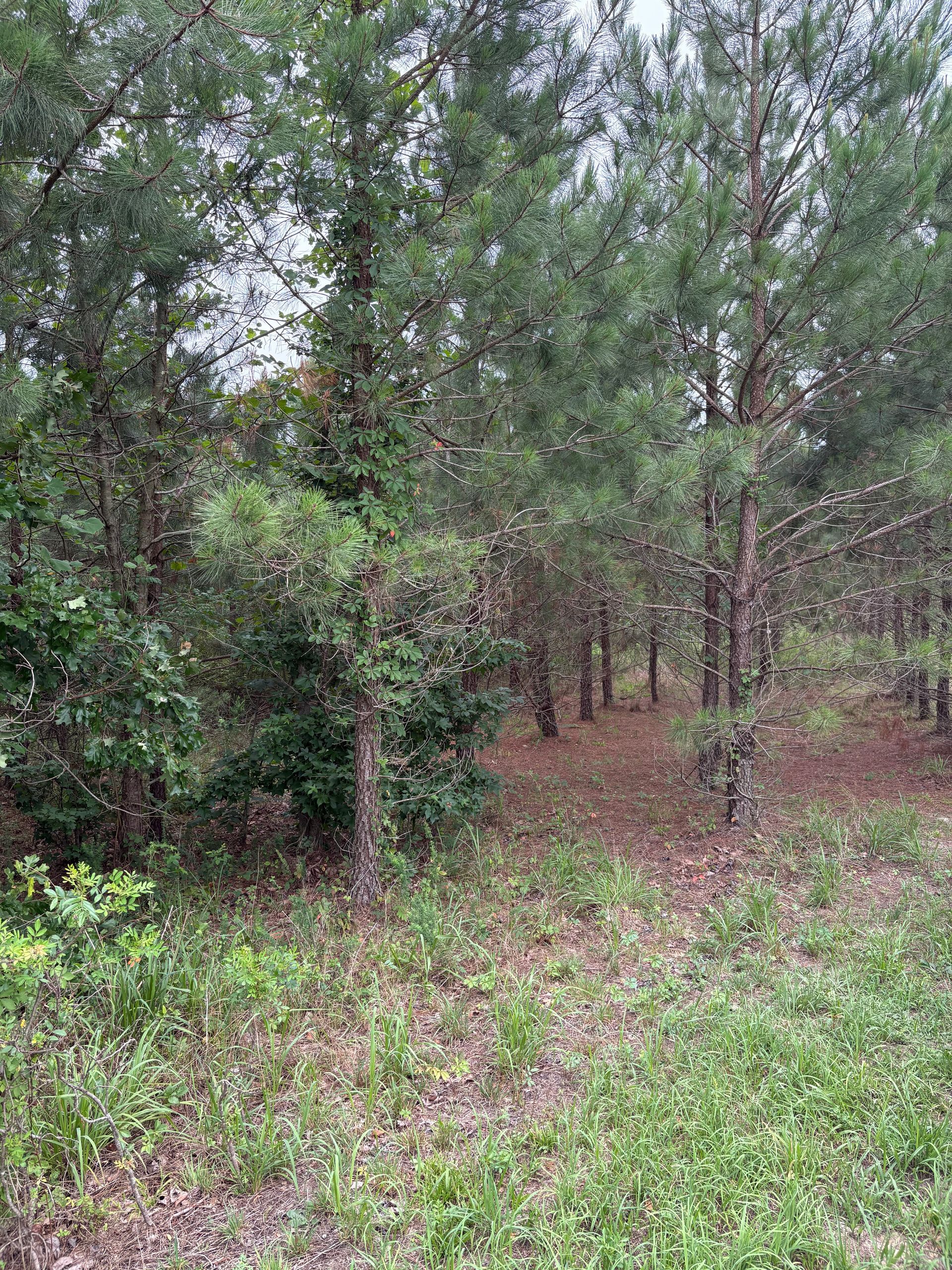 Cleared land with wood debris in foreground, tree line, blue sky.