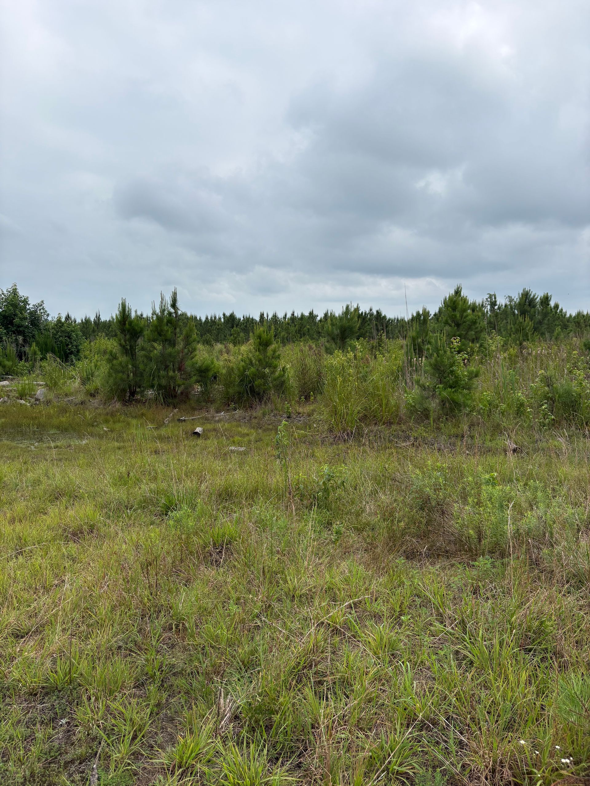 Cleared land with wood debris in foreground, tree line, blue sky.