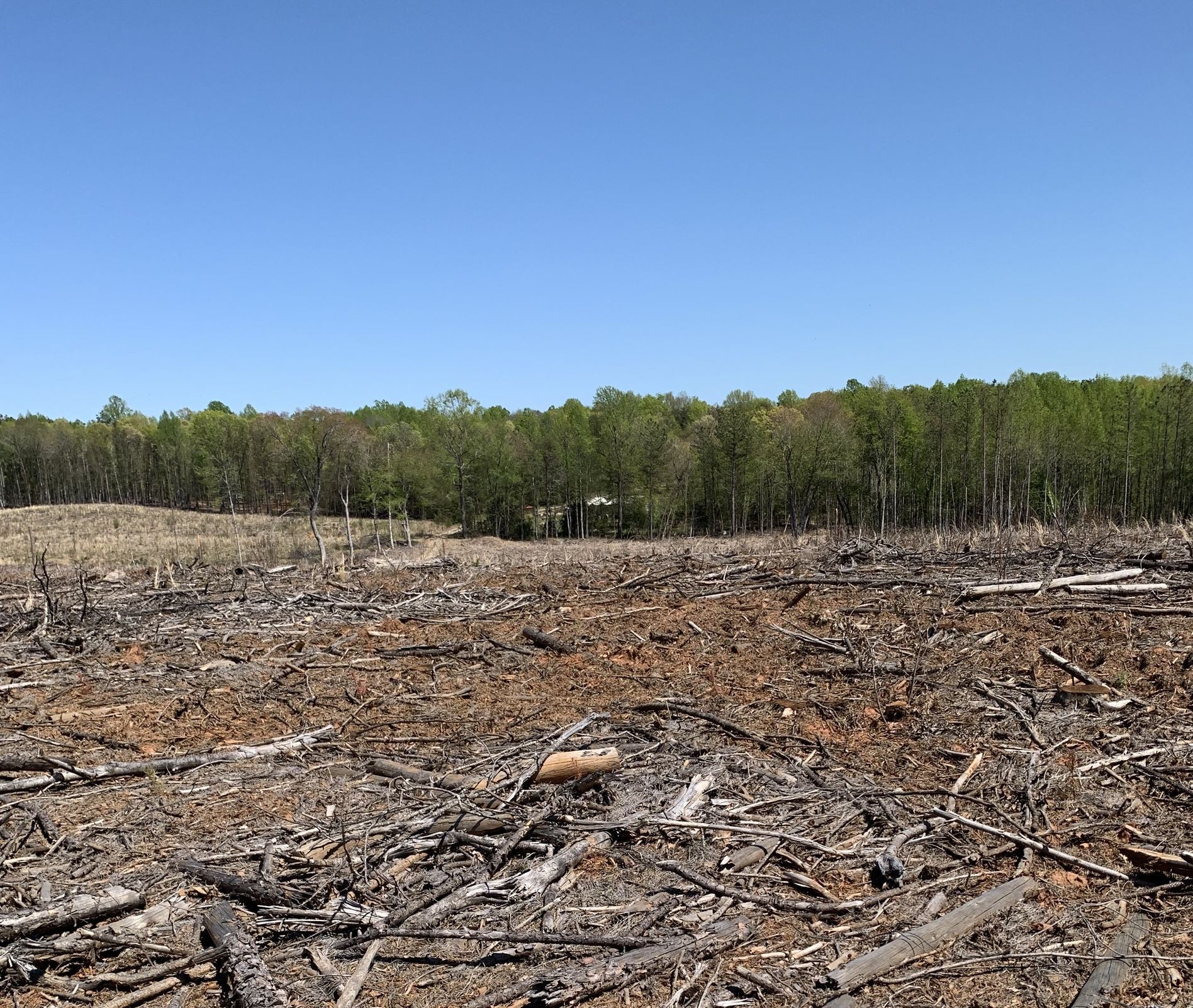 Cleared land with wood debris in foreground, tree line, blue sky.