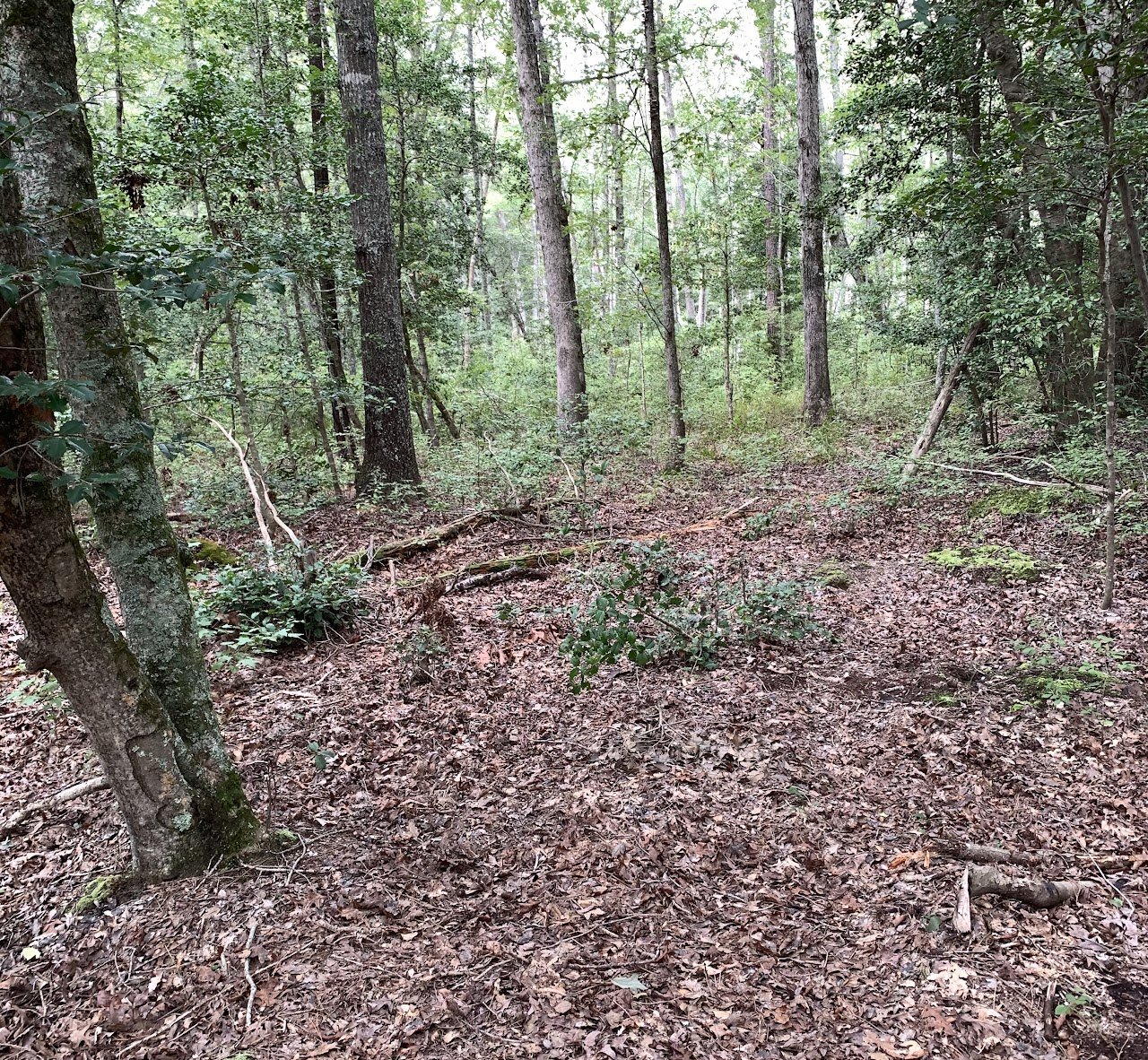 Forest clearing with brown leaf-covered ground, surrounded by trees and green foliage.