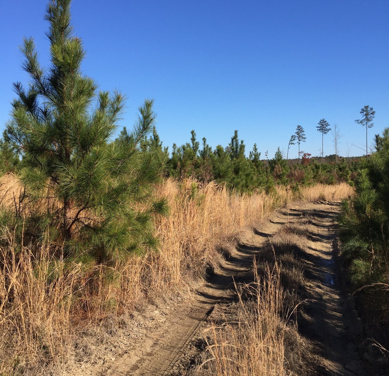 Dirt path through a field of dry grass, surrounded by pine trees, under a clear blue sky.