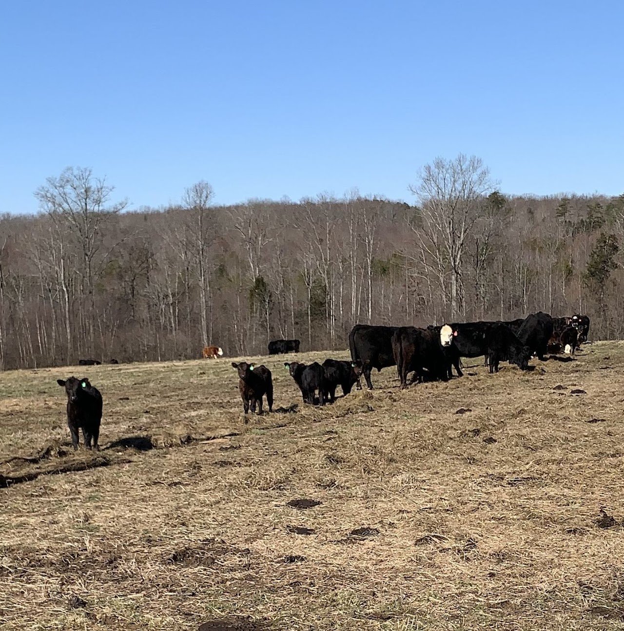 Cows grazing in a brown field on a sunny day, with a tree-lined hill in the background.