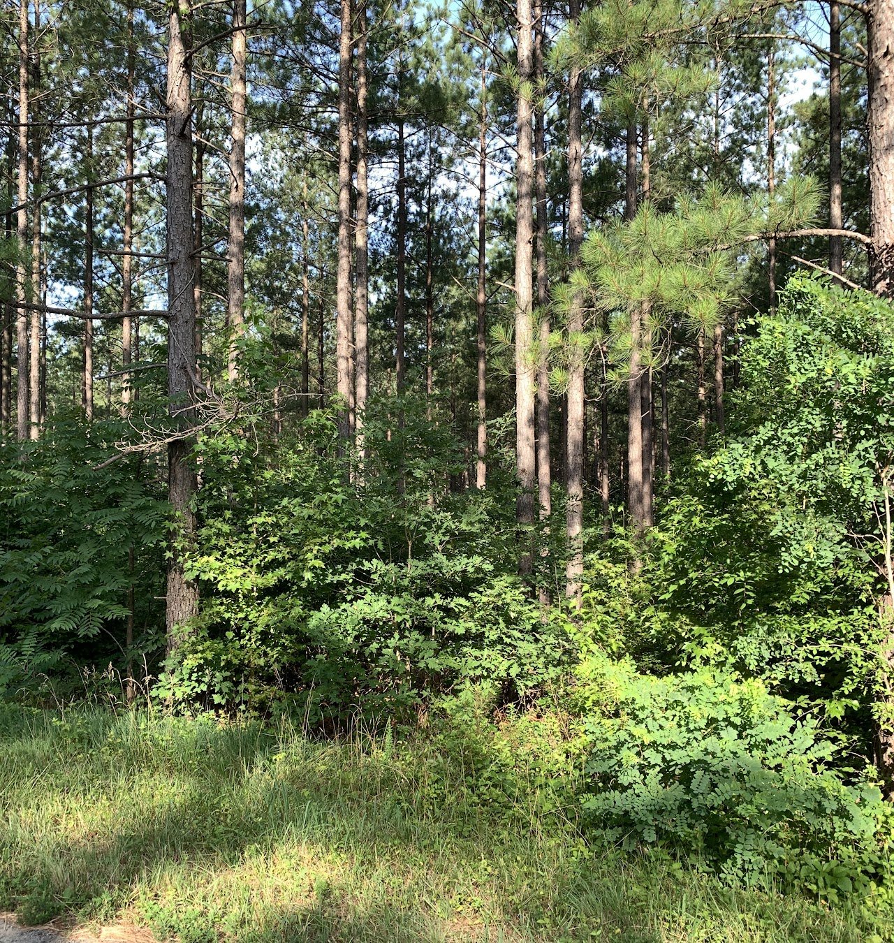 Lush green forest with tall trees and dense undergrowth. Sunlight filters through the canopy.