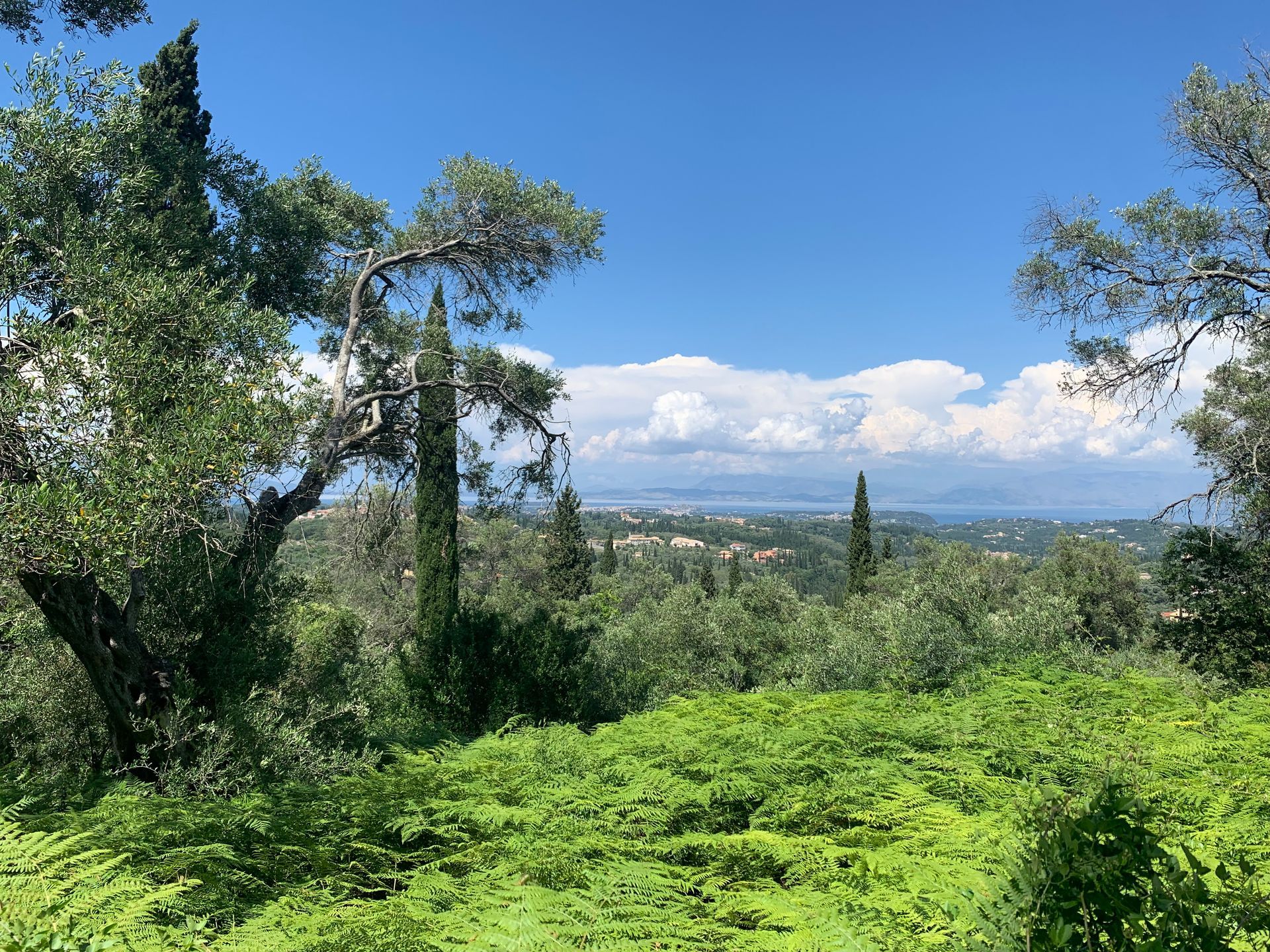 Corfu island greenery
