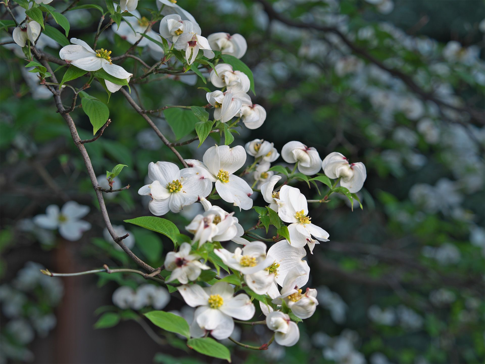 a bunch of white roses are growing on a tree .