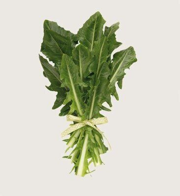 Cicoria