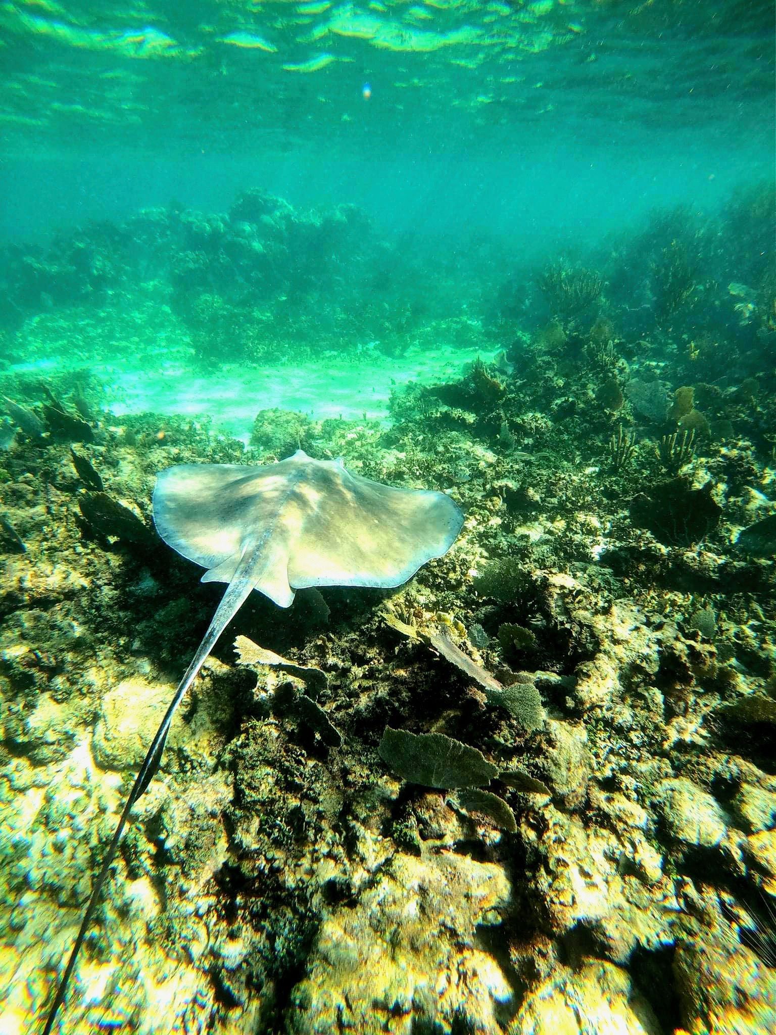 Stingray gliding over a rocky coral reef in clear turquoise water