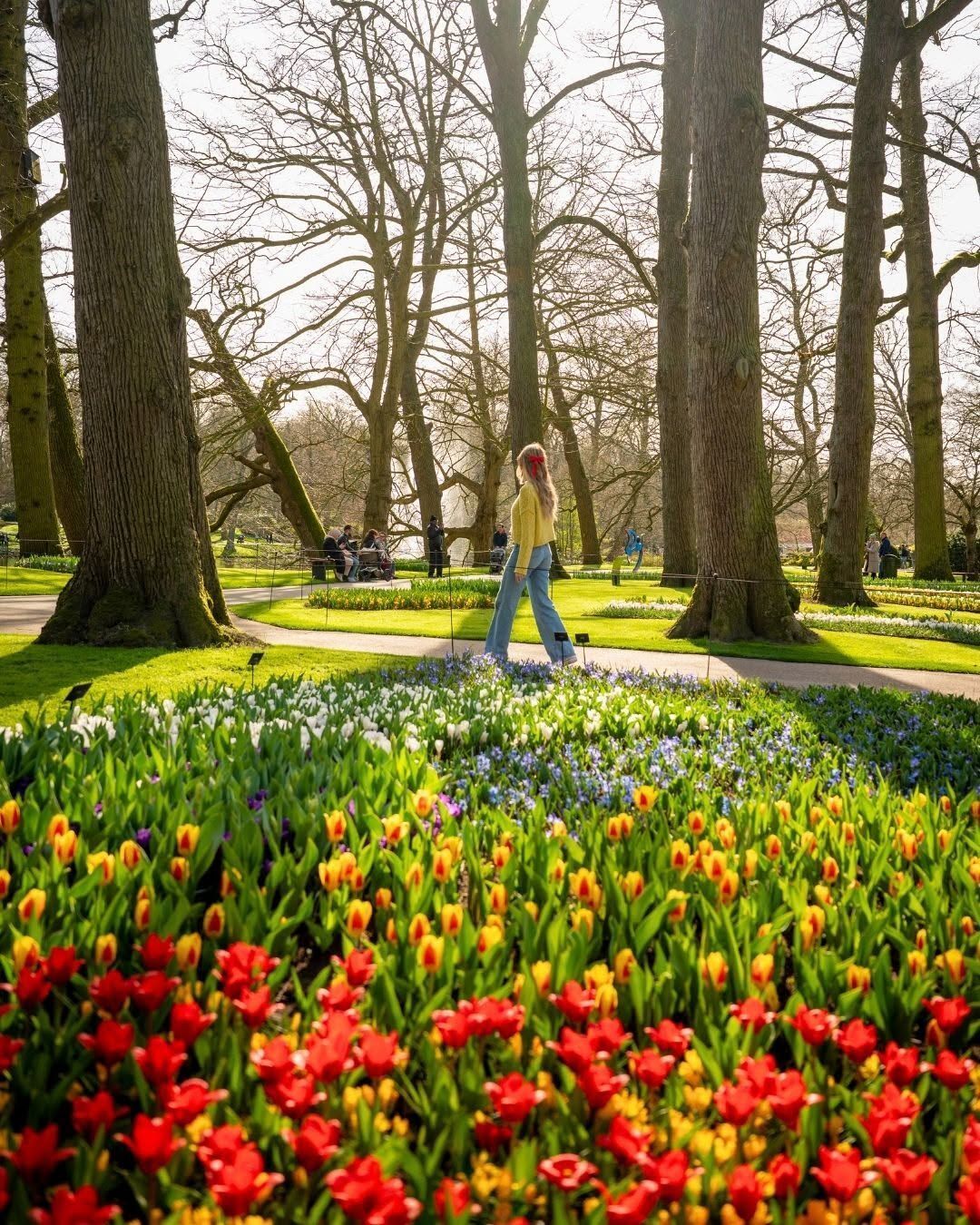 Tulips blooming in a park with trees and a person walking along a path