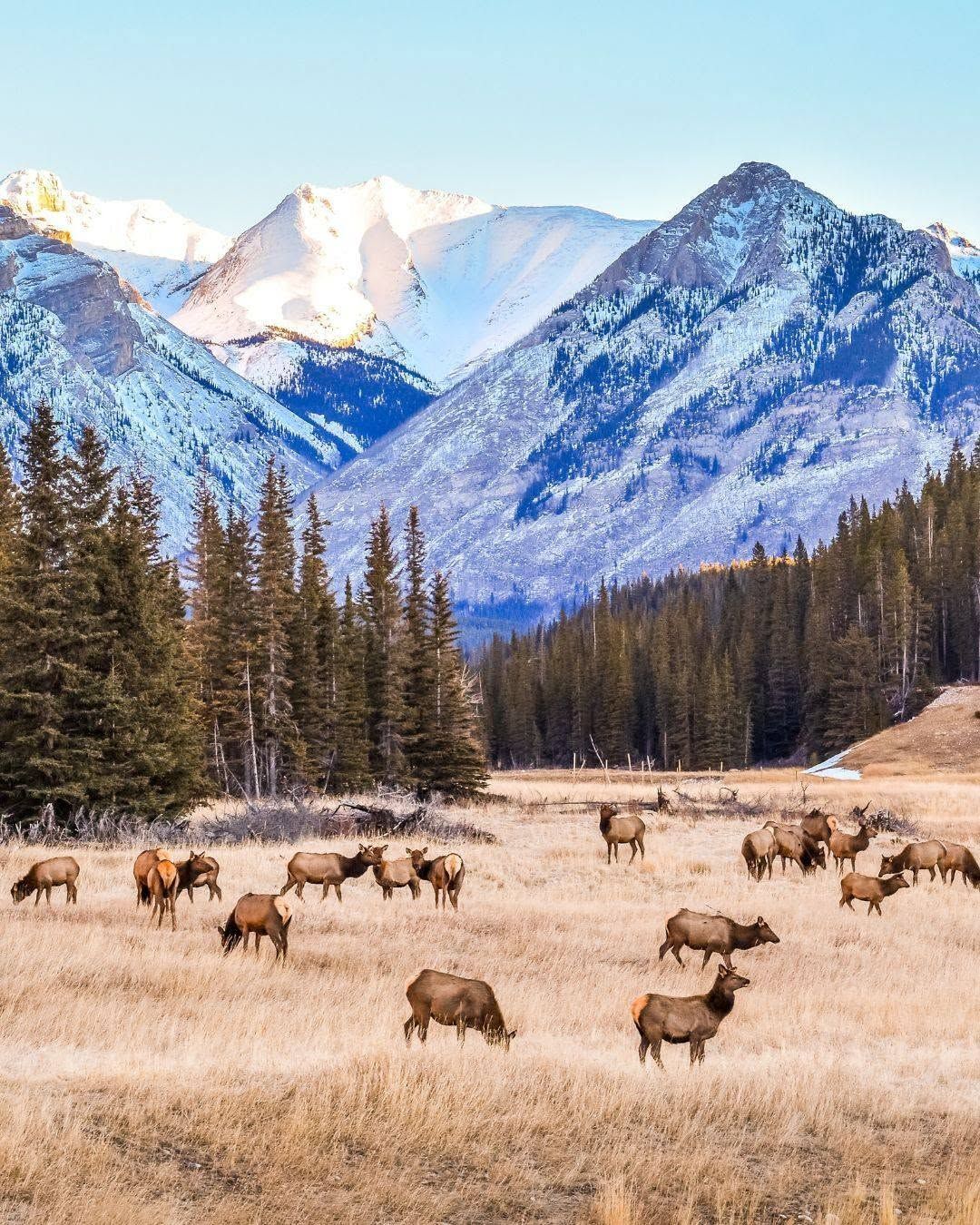 Herd of elk grazing in a snowy mountain valley with pine trees and peaks