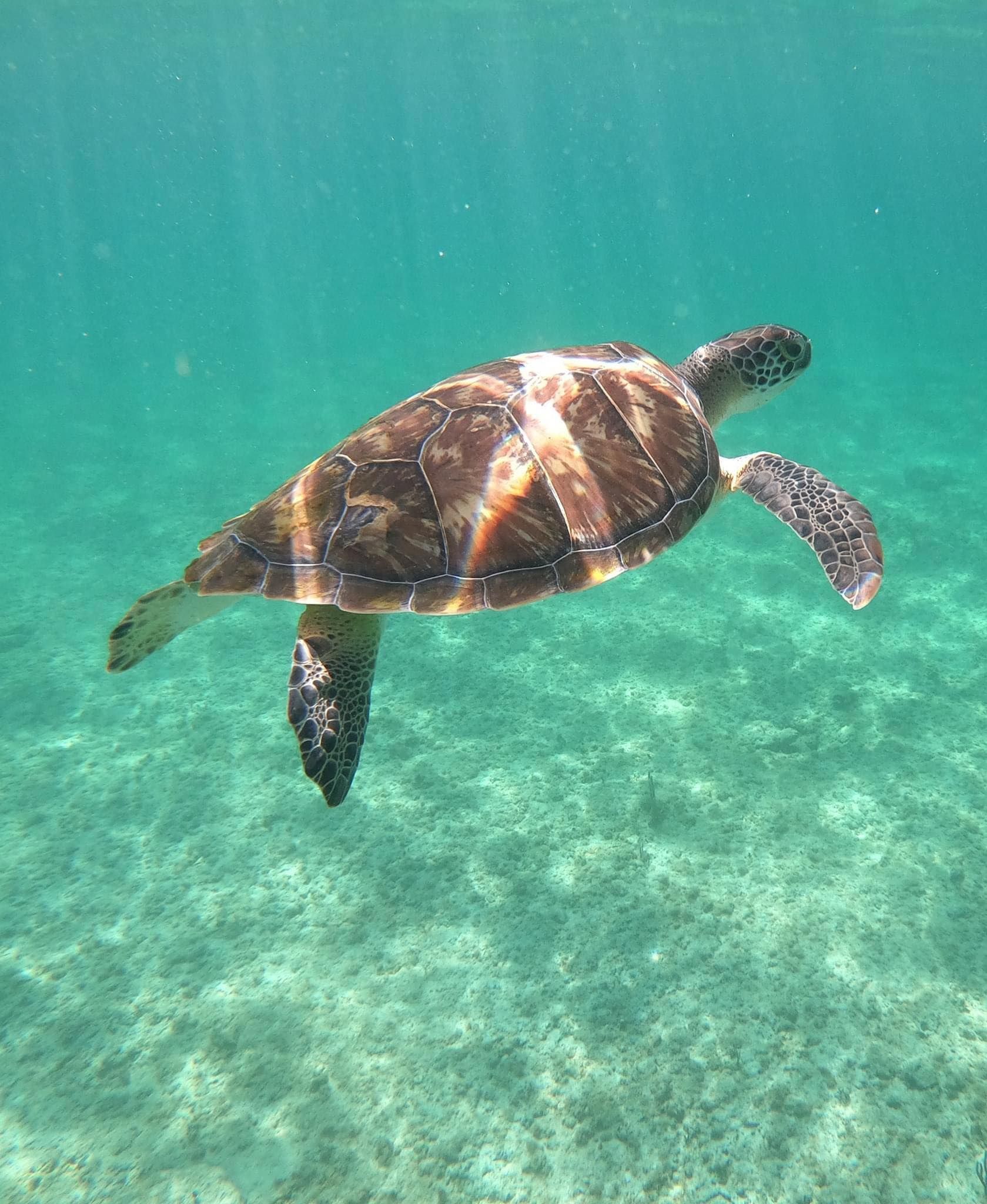 Sea turtle swimming underwater in clear turquoise water