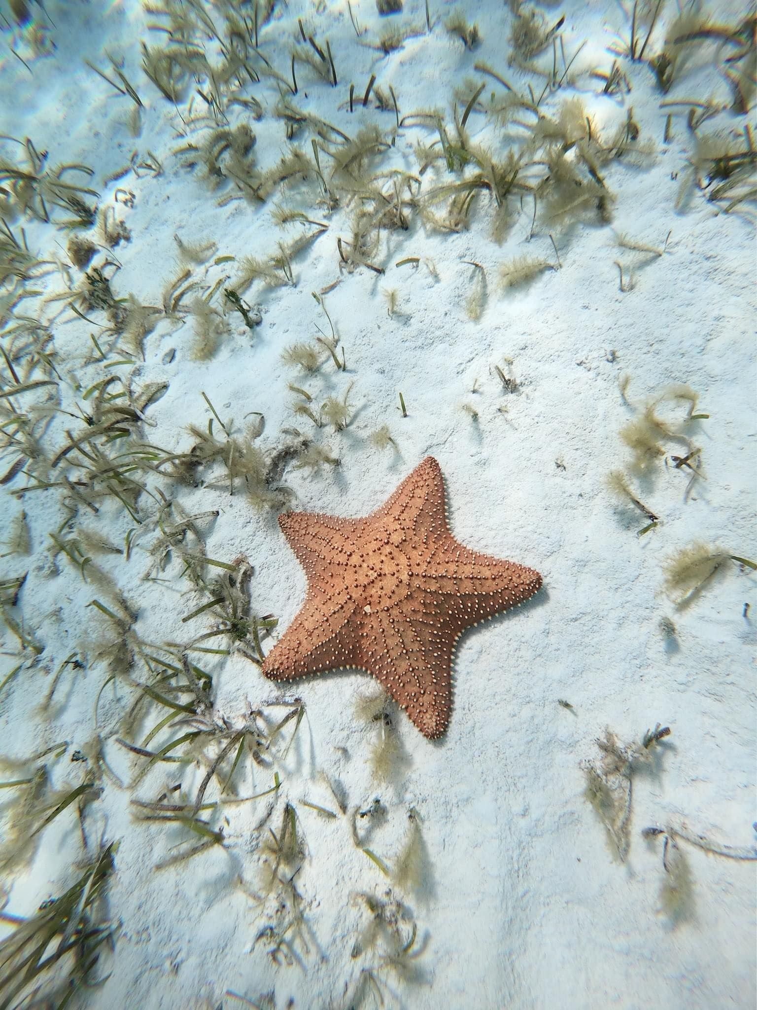 Orange starfish on pale sandy seabed, surrounded by small fish or sea grass debris.
