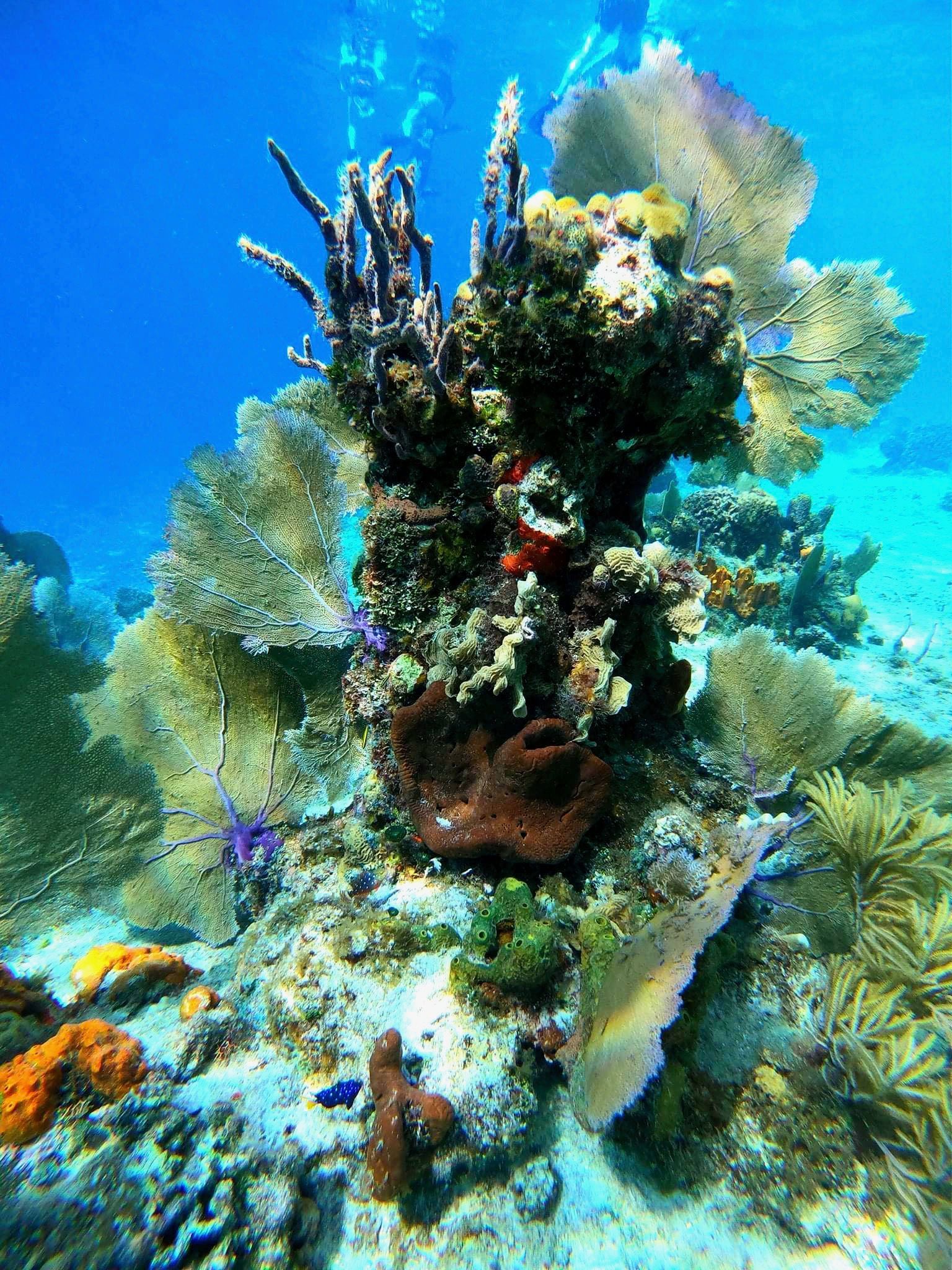 Colorful coral reef underwater with blue water and fish swimming around a central coral formation