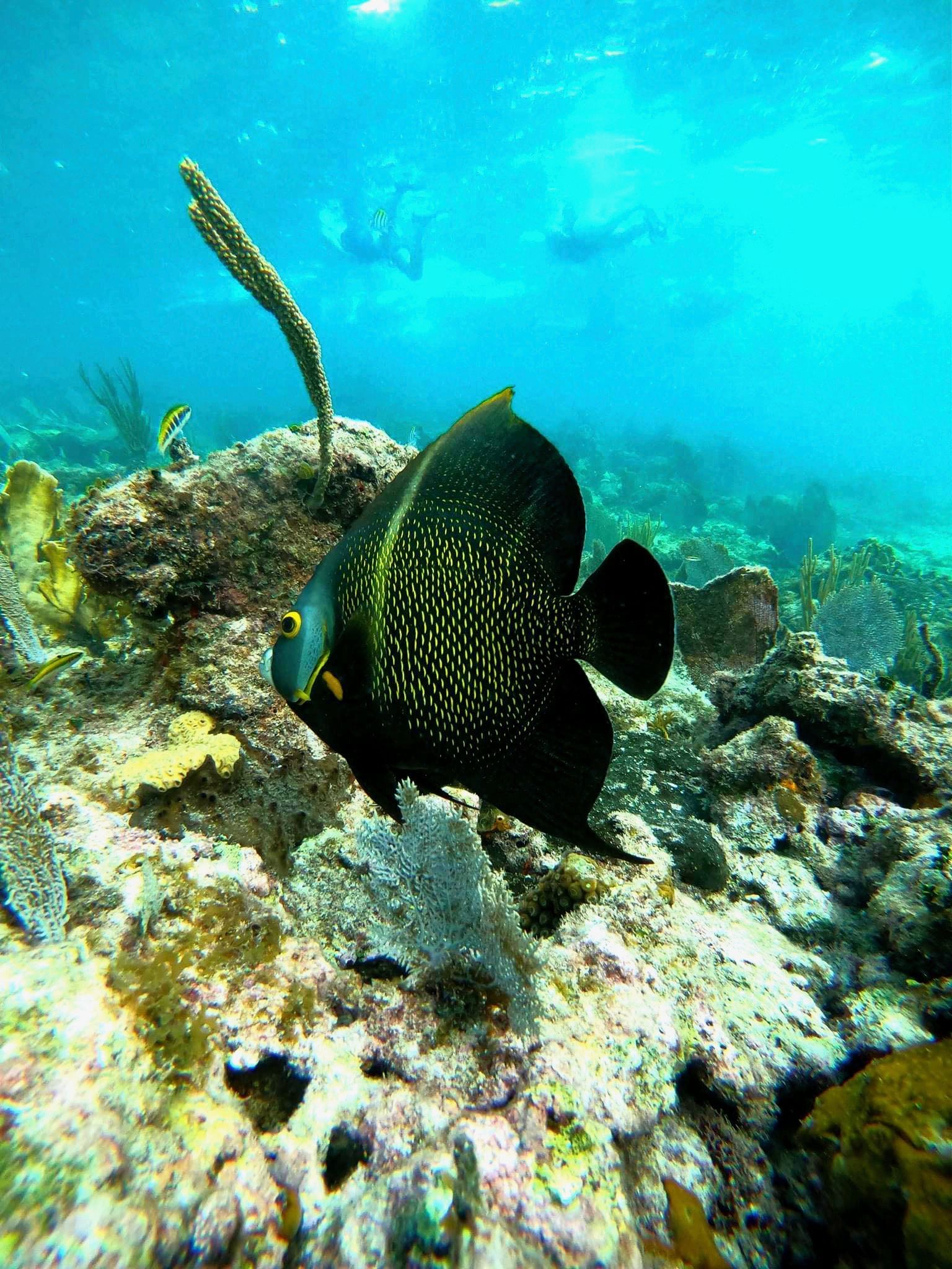 Black fish with yellow spots swimming over coral reef in clear blue water