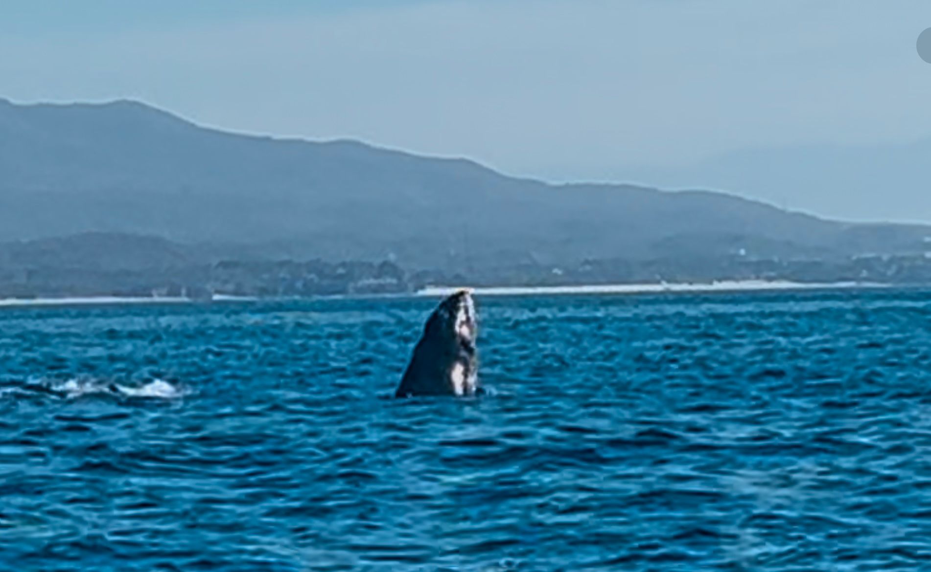 Whale breaching in blue ocean with a distant mountain coastline in the background