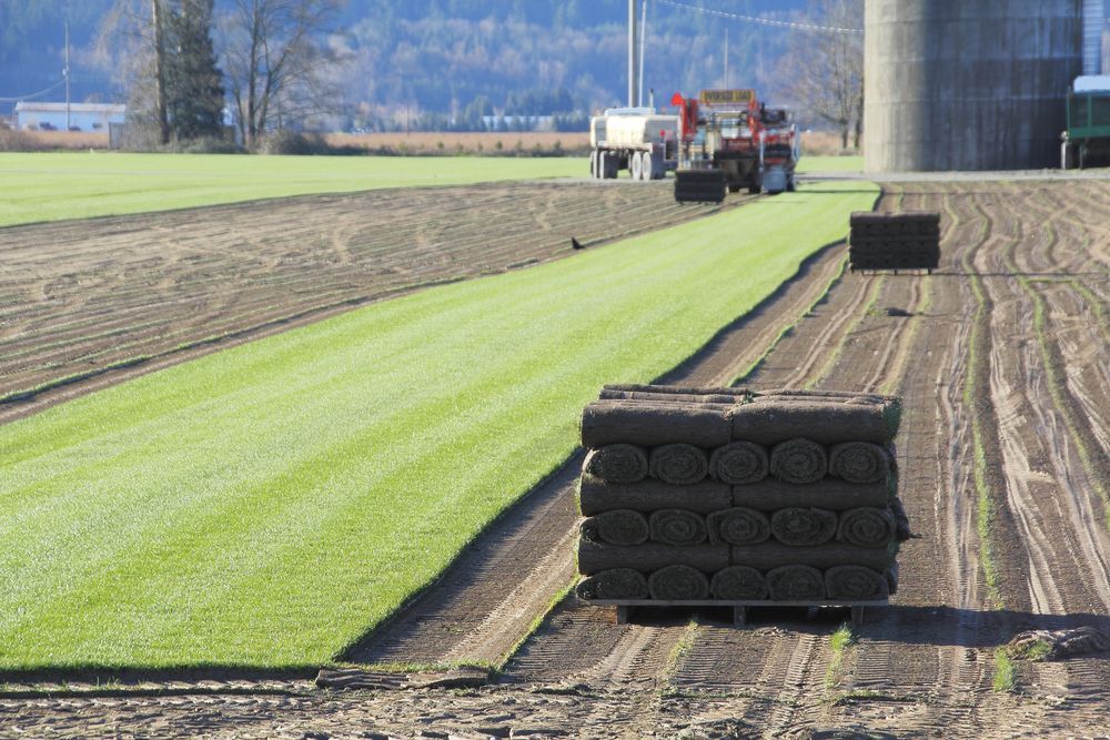 A Tractor Harvests Sod in Rural Field with Stacked Rolls of Turf — Edmonds Turf in Gillieston Heights, NSW