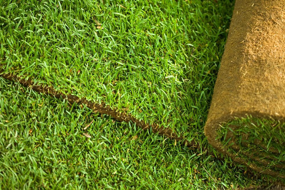 A Roll of Fresh Green Sod Sits on A Newly Laid Grassy Lawn — Edmonds Turf in Louth Park, NSW