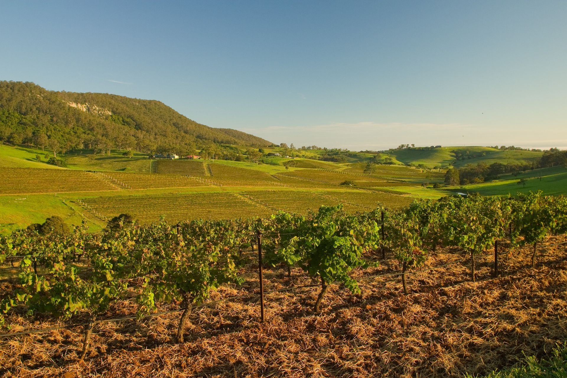 Rural Landscapes and Scenic Mountain Backdrops — Edmonds Turf in Cessnock, NSW