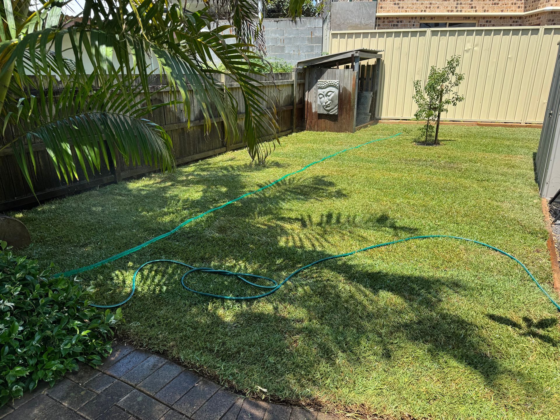 Backyard Lawn With a Green Hose, Shrubs, a Palm Tree — Edmonds Turf in Louth Park, NSW
