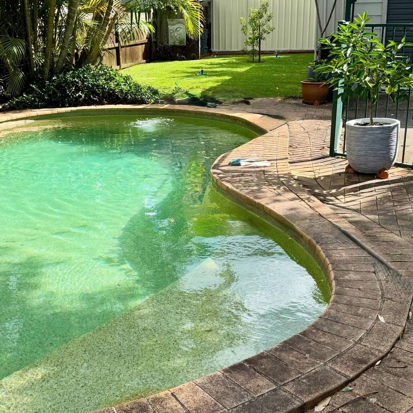 Curved backyard swimming pool with clear green water — Edmonds Turf in Louth Park, NSW