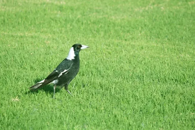 Black Bird with White Markings Standing in Green Grass — Edmonds Turf in Louth Park, NSW