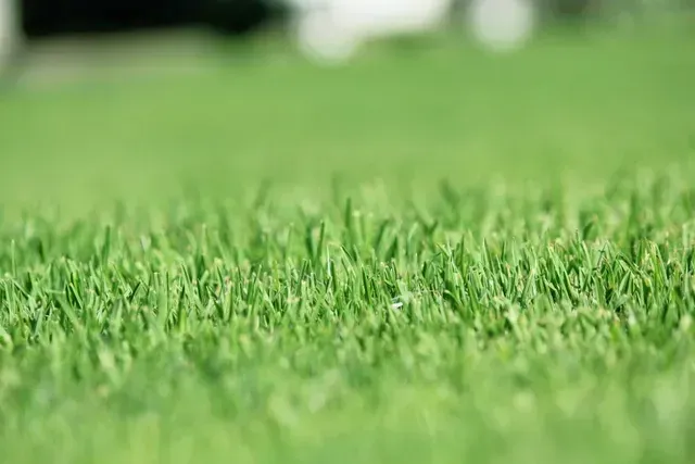 Close-Up of Green Grass in A Field — Edmonds Turf in Louth Park, NSW