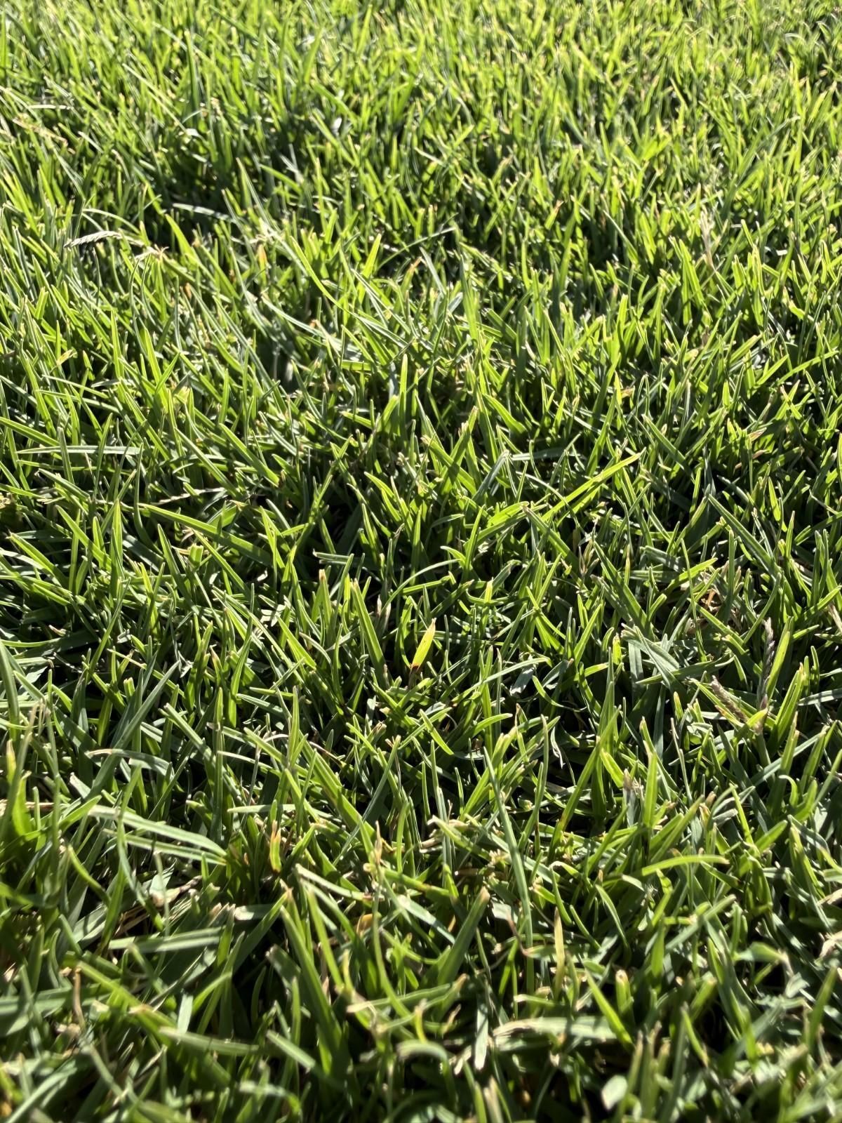 Close-up of Lush Green Grass — Edmonds Turf in Louth Park, NSW