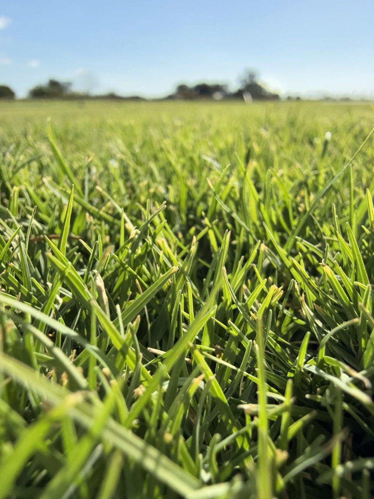 Close-up of Green Grass in a Sunny Field — Edmonds Turf in Louth Park, NSW