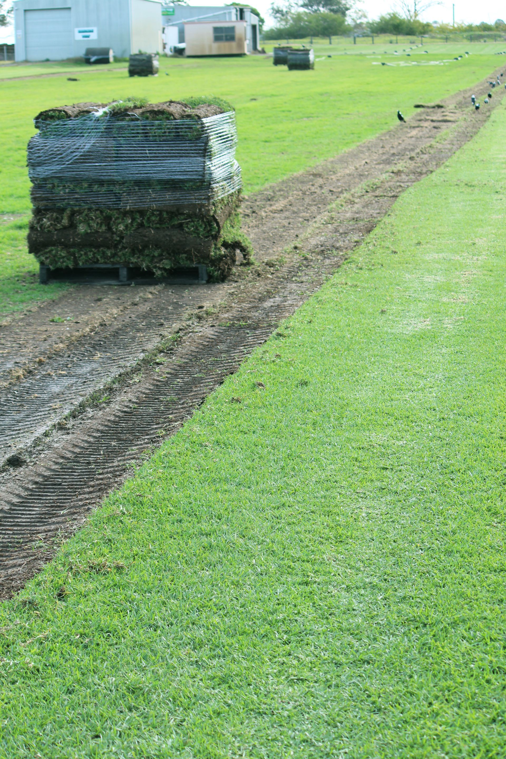 Recently Harvested Kikuyu Turf on A Pallet— Edmonds Turf in Louth Park, NSW