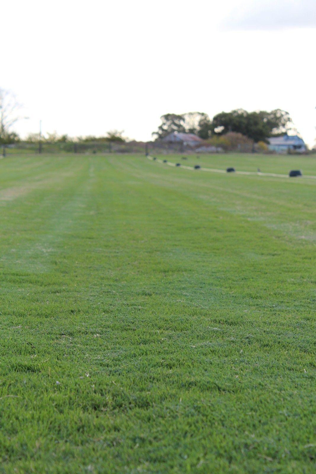 Wide Green Grassy Field — Edmonds Turf in Louth Park, NSW