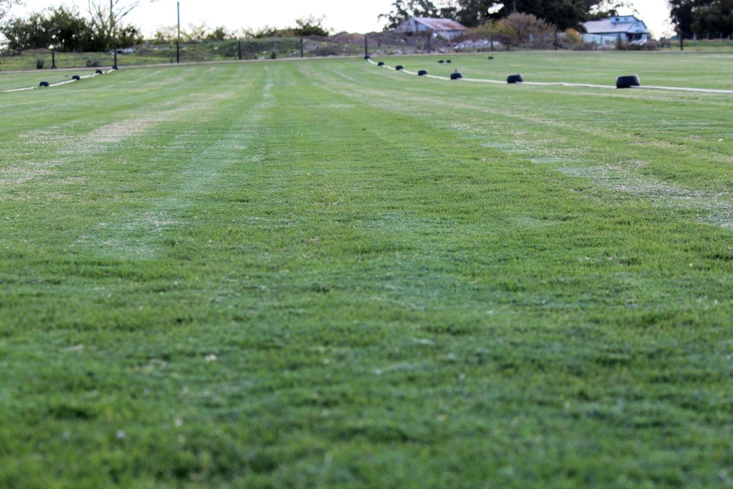 Green Grassy Field With Black Objects Scattered — Edmonds Turf in Louth Park, NSW