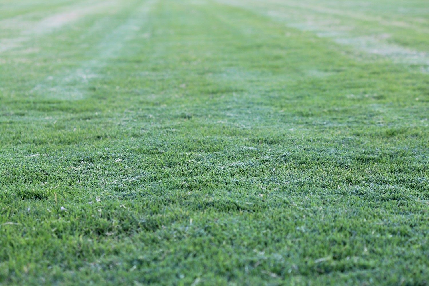 Close-up of Green Grass — Edmonds Turf in Louth Park, NSW