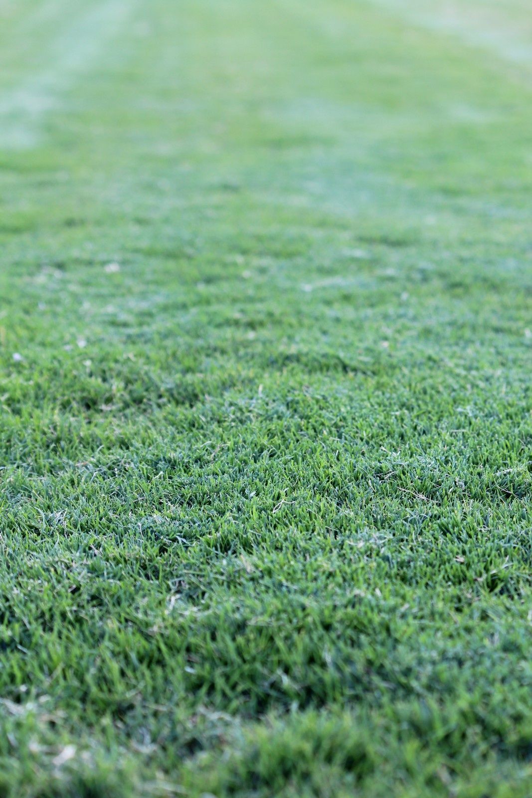Close-up of Green Grass With a Blurred Grassy Background — Edmonds Turf in Louth Park, NSW