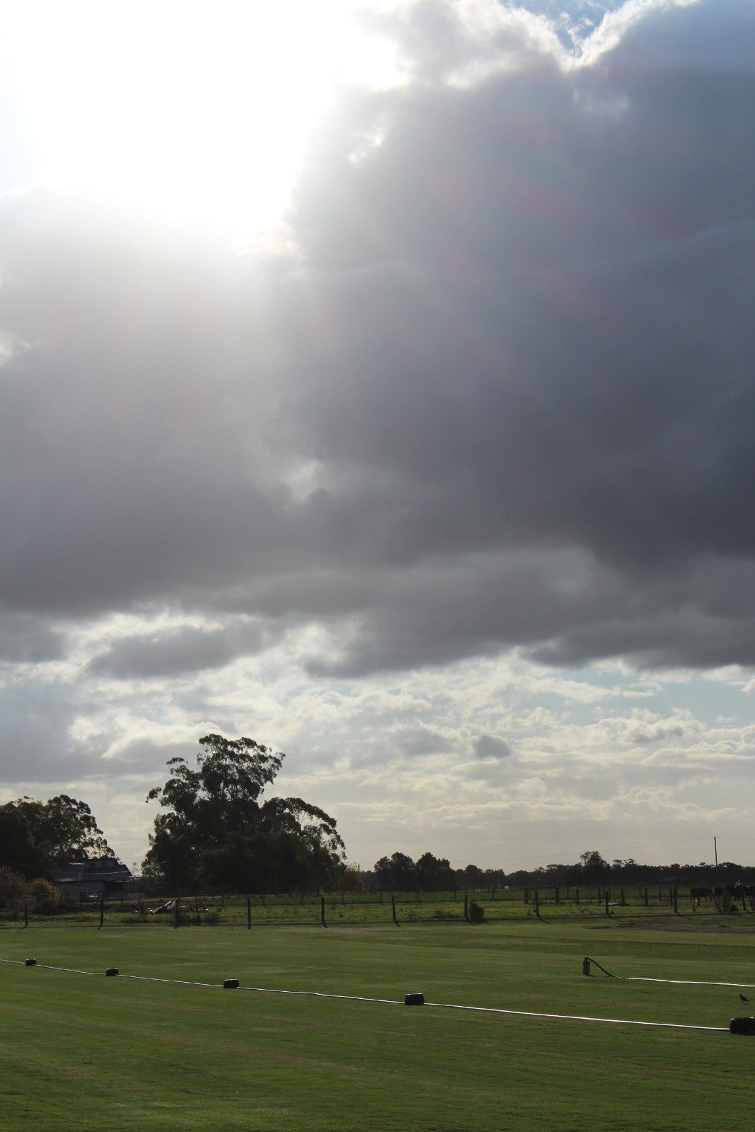 Cloudy Sky Over a Grassy Field With Scattered Trees — Edmonds Turf in Louth Park, NSW