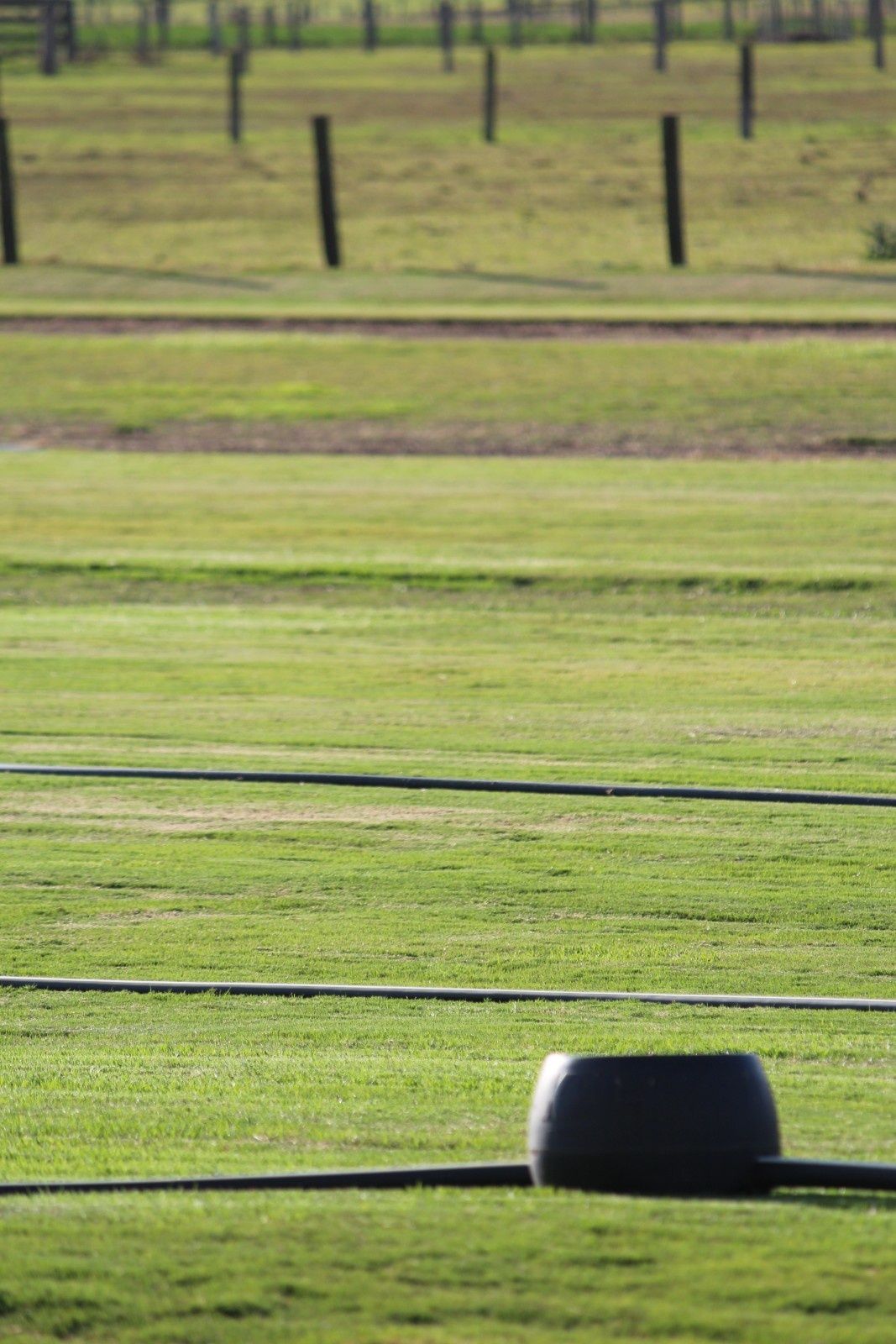 Green Grassy Field With Scattered Fence Posts — Edmonds Turf in Louth Park, NSW