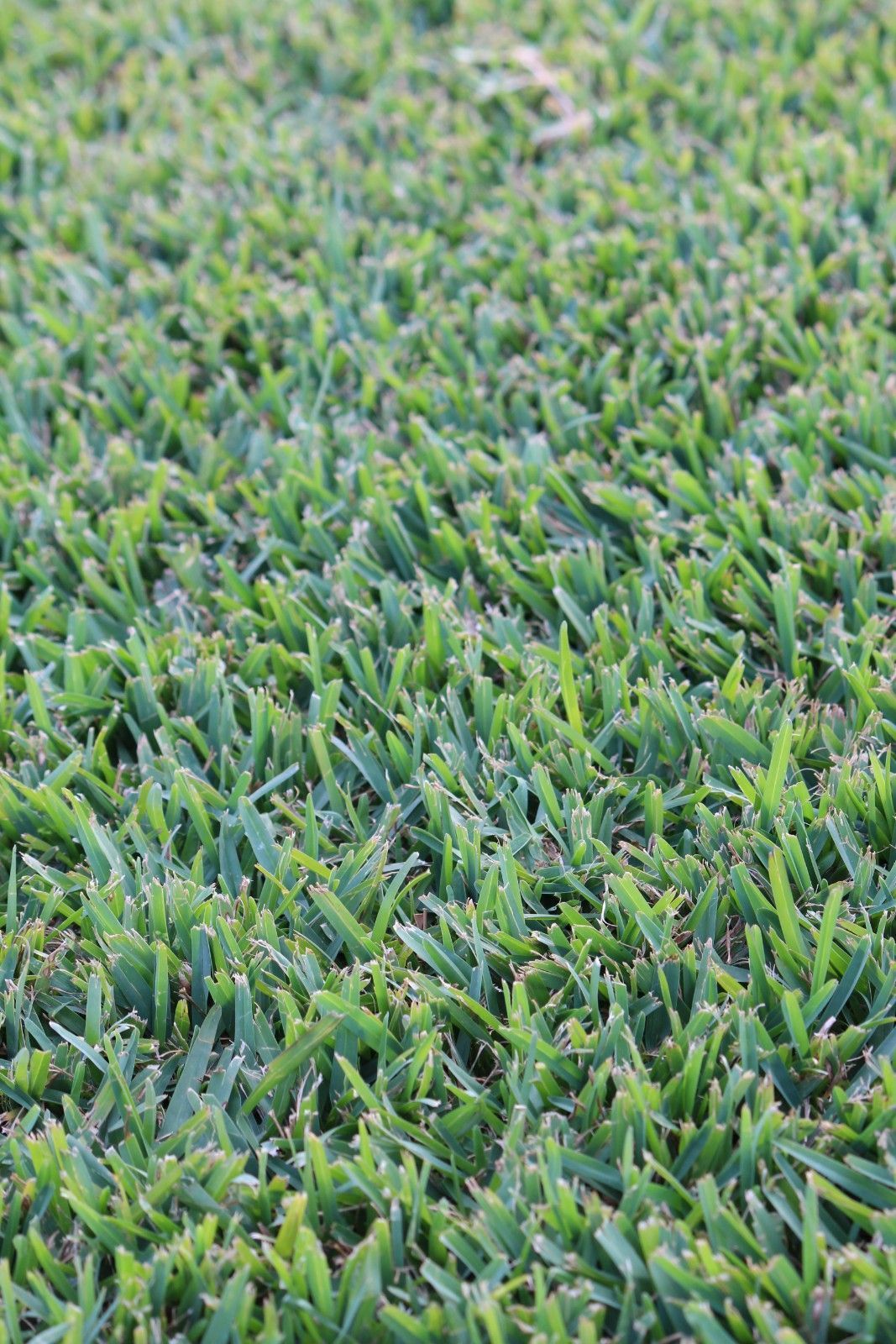 Close-up of Dense Green Grass — Edmonds Turf in Louth Park, NSW