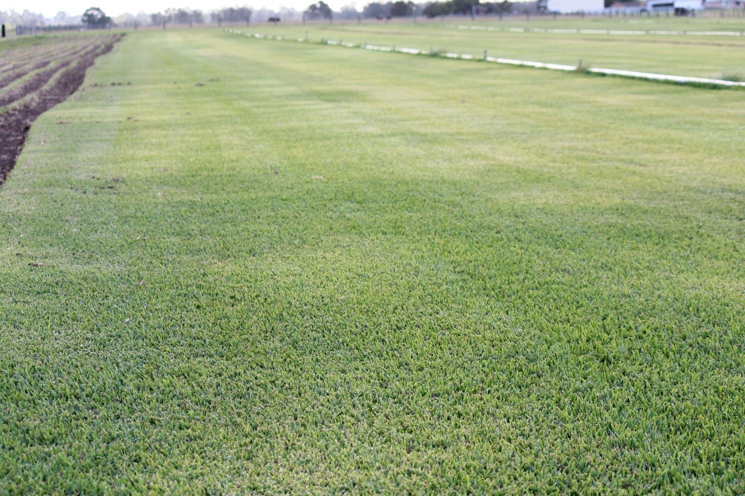 Wide Grassy Field With Rows of Young Green Plants — Edmonds Turf in Louth Park, NSW