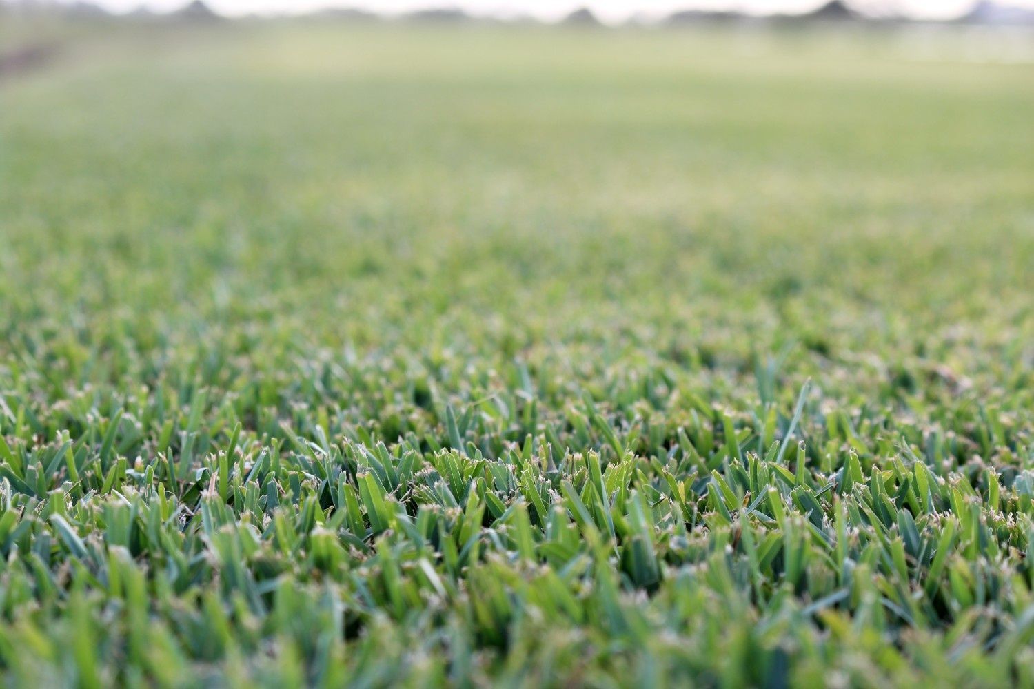 Close-up of Green Grass Blades With a Blurred Field — Edmonds Turf in Louth Park, NSW