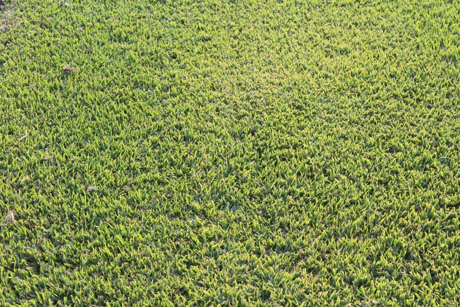 Dense Green Grass Covering the Ground — Edmonds Turf in Louth Park, NSW