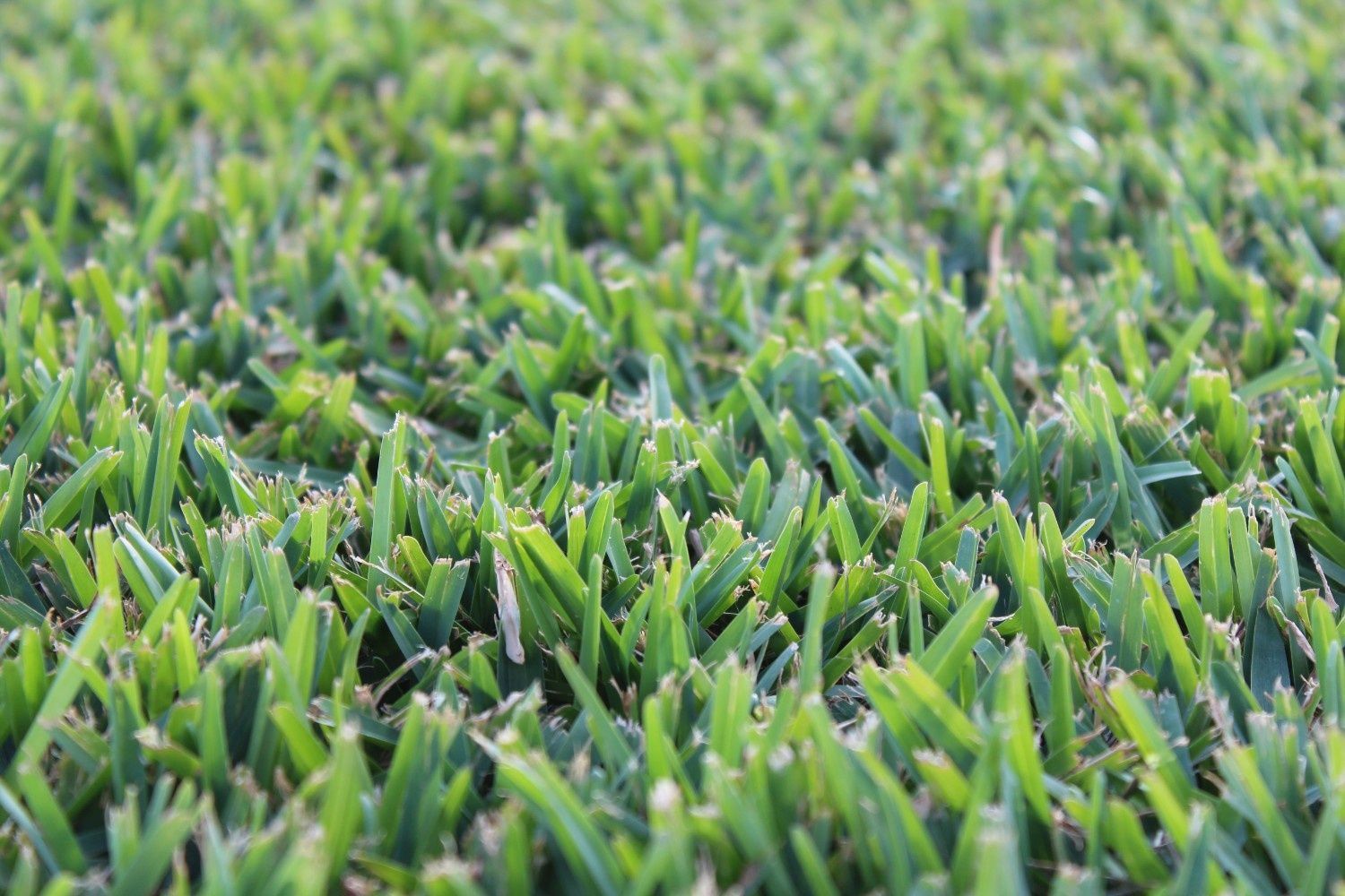 Close-up of Dense Green Grass Blades Filling the Frame — Edmonds Turf in Louth Park, NSW