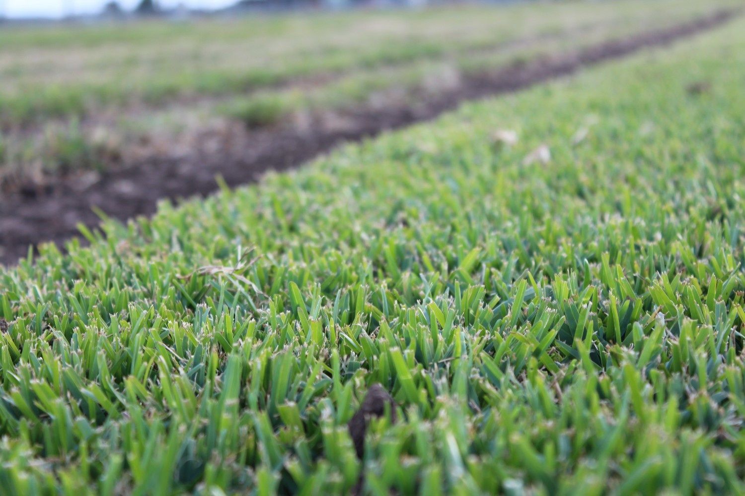 Close-up of Green Grass in a Field With Blurred Dirt Rows — Edmonds Turf in Louth Park, NSW