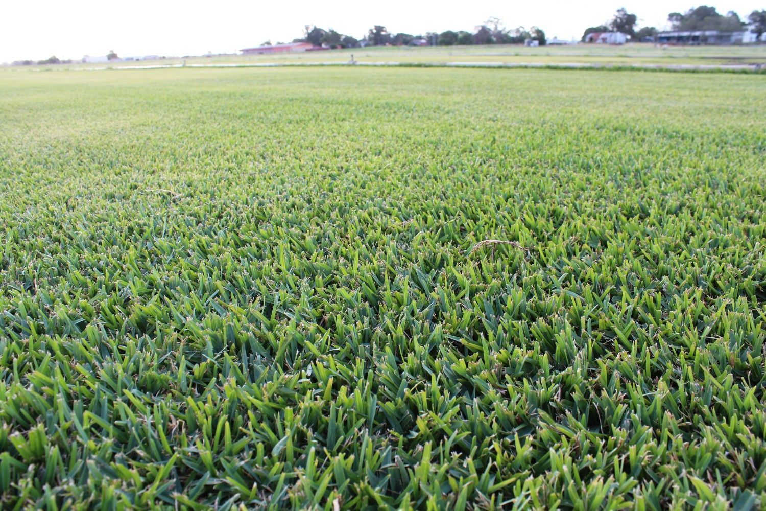 Wide Green Crop Field Under a Pale — Edmonds Turf in Louth Park, NSW