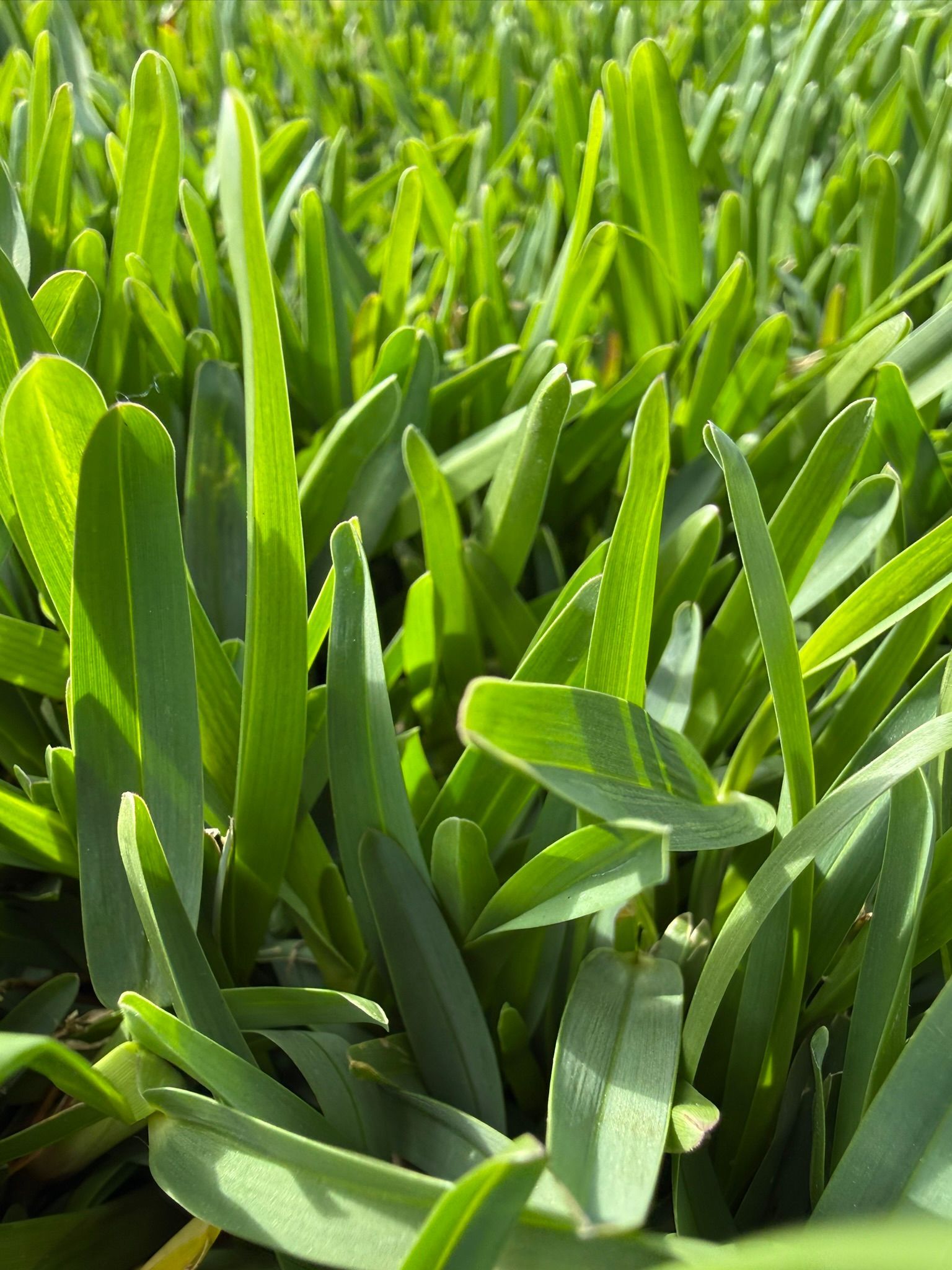 Close-Up of Dense Green Grass Blades in Sunlight — Edmonds Turf in Louth Park, NSW