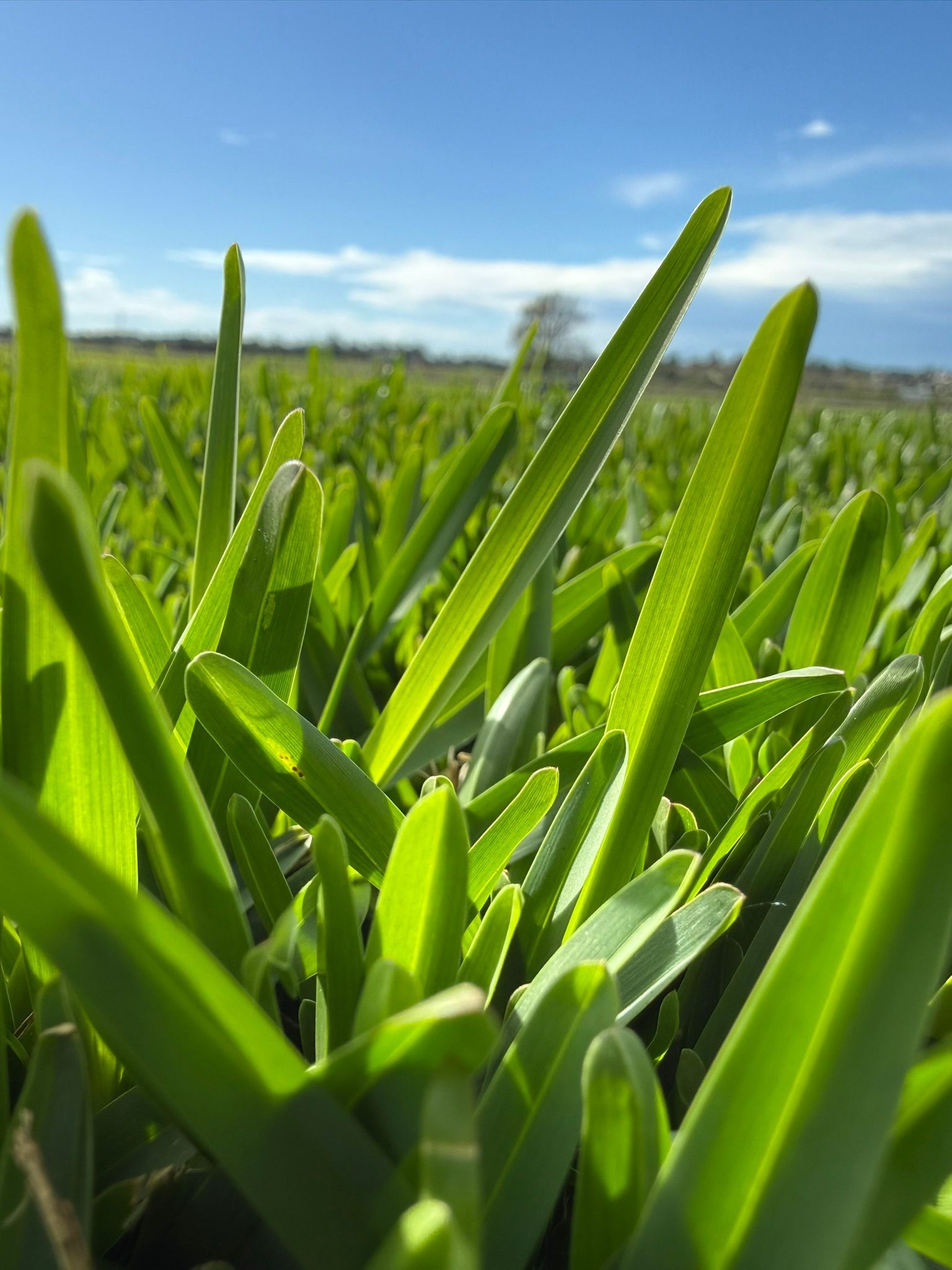 Close-Up of Bright Green Grass Blades in A Sunlit Field Under a Blue Sky — Edmonds Turf in Louth Park, NSW